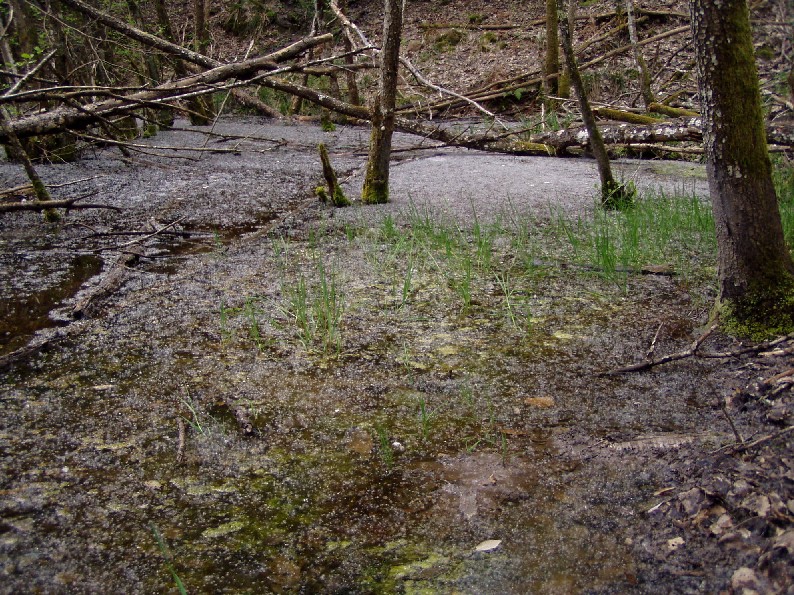 Valle del Farma e Stagno della Troscia: luoghi meravigliosi!